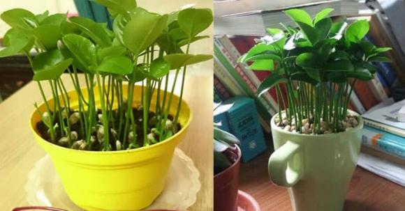 hạt chanh, chậu cây chanh, chậu cây từ hạt chanh, kiến thức 