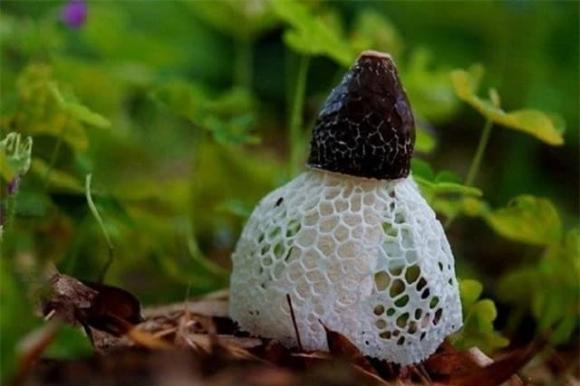 Loại nấm quý bậc nhất thế giới, loại nấm của việt nam, nấm tâm trúc, món ngon từ nấm