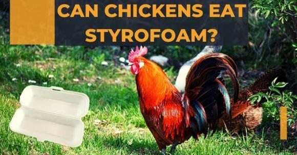 View - Tại sao gà lại thích ăn xốp? Lý do đằng sau điều này sẽ khiến bạn ngạc nhiên