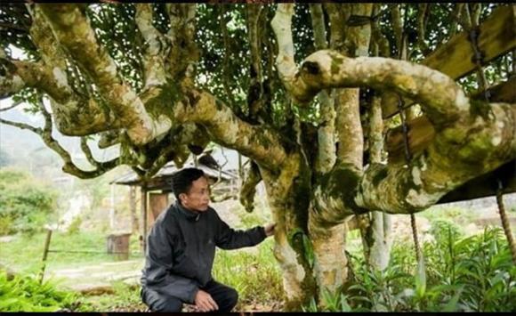 Cây cổ thụ hàng trăm tuổi đẹp nhất Việt Nam, chè Shan Tuyết, 