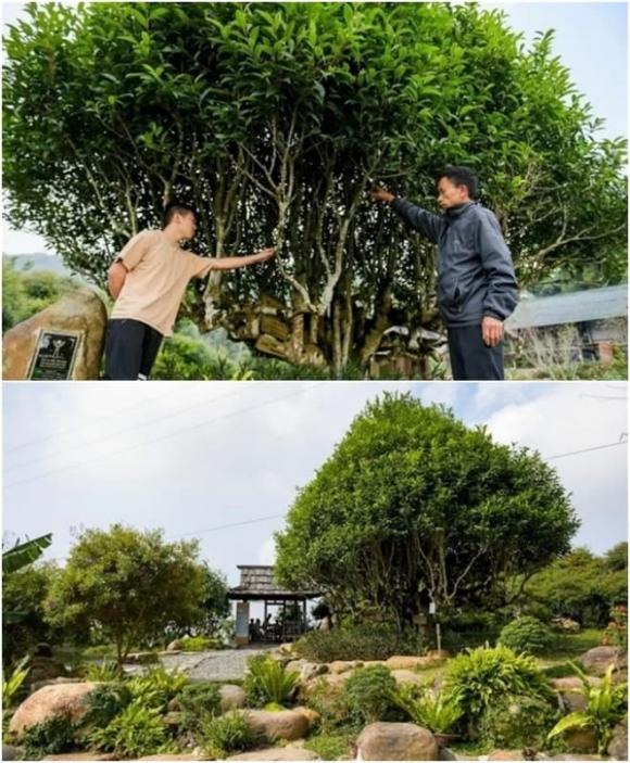 Cây cổ thụ hàng trăm tuổi đẹp nhất Việt Nam, chè Shan Tuyết, 