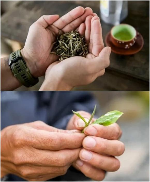 Cây cổ thụ hàng trăm tuổi đẹp nhất Việt Nam, chè Shan Tuyết, 