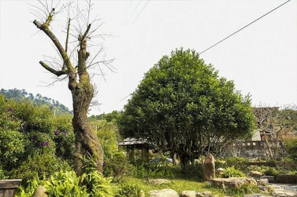 Cây cổ thụ hàng trăm tuổi đẹp nhất Việt Nam, chè Shan Tuyết, 