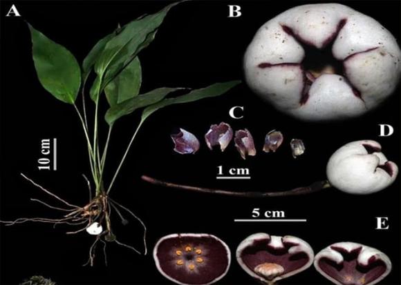 View - Xuất hiện loài cây mang vẻ đẹp độc nhất vô nhị, là loài thực vật mới của thế giới được phát hiện tại Việt Nam