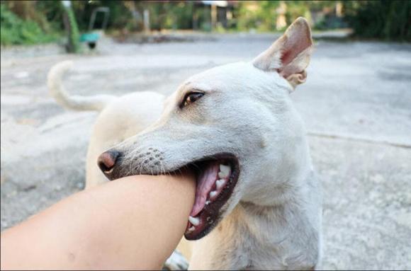 chó cắn, chó cắn chủ