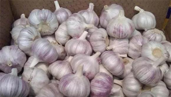 Tỏi, tác dụng của tỏi, mẹo trồng hoa, ném tỏi vào chậu hoa