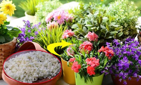 cây hoa tránh trồng trong nhà, loài hoa gây độc cho trẻ em, Hoa trạng nguyên, Hoa cẩm tú cầu, Trúc đào