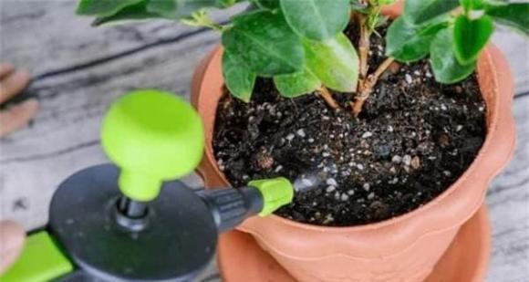 Tỏi, tác dụng của tỏi, mẹo trồng hoa, ném tỏi vào chậu hoa