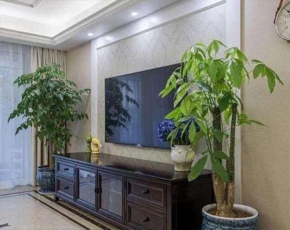 cây xanh, trồng cây cạnh tivi, cây tài lộc, cây hạnh phúc, trầu bà xanh