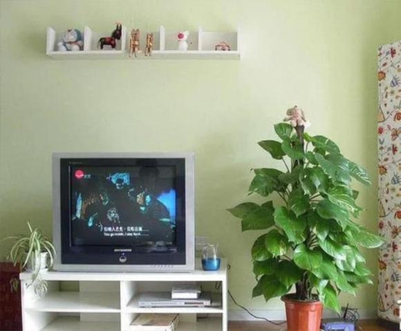 cây xanh, trồng cây cạnh tivi, cây tài lộc, cây hạnh phúc, trầu bà xanh