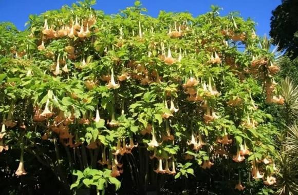 Loài cây nguy hiểm nhất thế giới, Cây Datura, cà độc dược