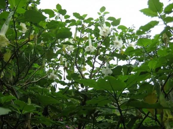 Loài cây nguy hiểm nhất thế giới, Cây Datura, cà độc dược