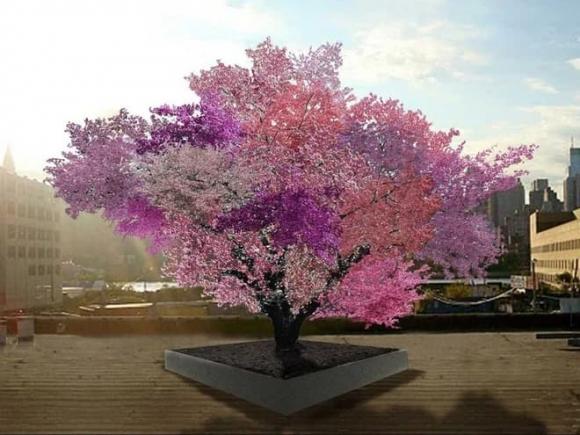 Tree of 40 Fruit, Cây 40 loại quả, loài cây cho ra 40 loại quả khác nhau trong một mùa