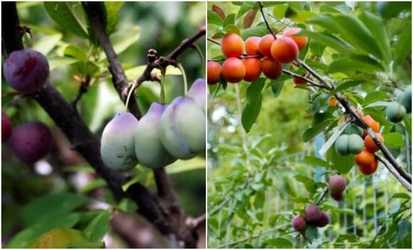 Tree of 40 Fruit, Cây 40 loại quả, loài cây cho ra 40 loại quả khác nhau trong một mùa