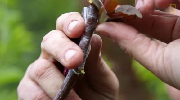 Tree of 40 Fruit, Cây 40 loại quả, loài cây cho ra 40 loại quả khác nhau trong một mùa