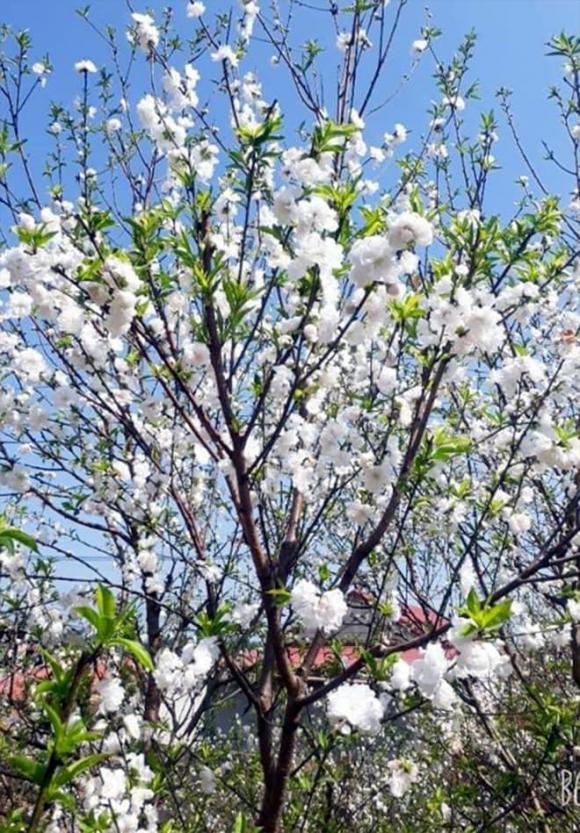 đào Tết, Đào bích, Đào bạch, Đào phai, Đào thất thốn, Đào đá