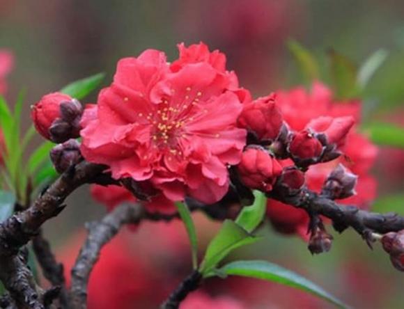 đào Tết, Đào bích, Đào bạch, Đào phai, Đào thất thốn, Đào đá