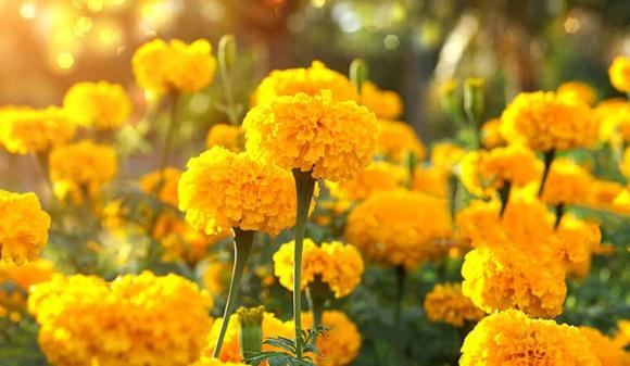 View - Ngoài cúc vàng, đây là 4 loại hoa vừa đẹp vừa thiêng rất hợp để cúng ông Công ông Táo 