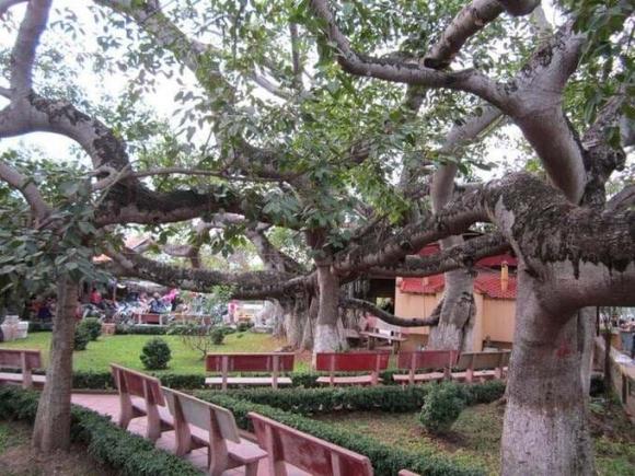 View - Ngỡ ngàng cây đa cổ thụ 13 gốc lớn nhất Việt Nam, tuổi đời trên 300 năm và cao 10m, được công nhận là cây di sản