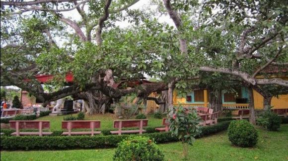 View - Ngỡ ngàng cây đa cổ thụ 13 gốc lớn nhất Việt Nam, tuổi đời trên 300 năm và cao 10m, được công nhận là cây di sản