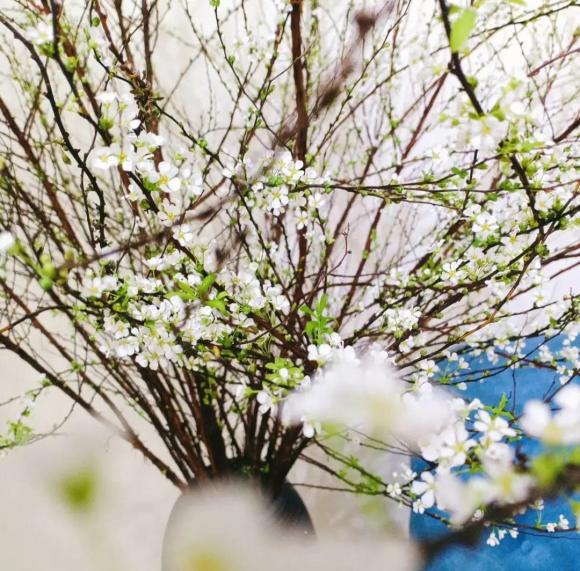 hoa tuyết mai, chọn hoa tuyết mai, tuyết mai rừng, kiến thức 