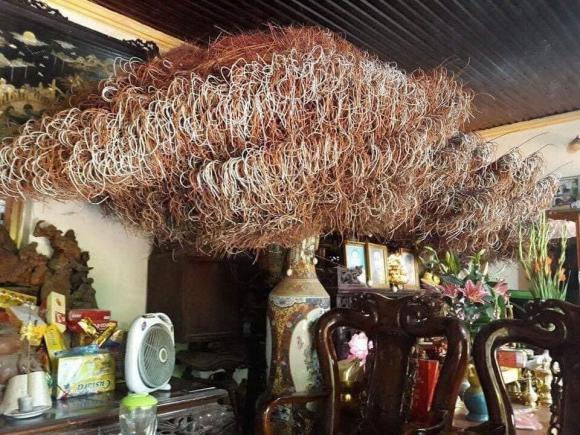  nhang cuộn, nhang cuộn độc hại, nên mua nhang nào, kiến thức 