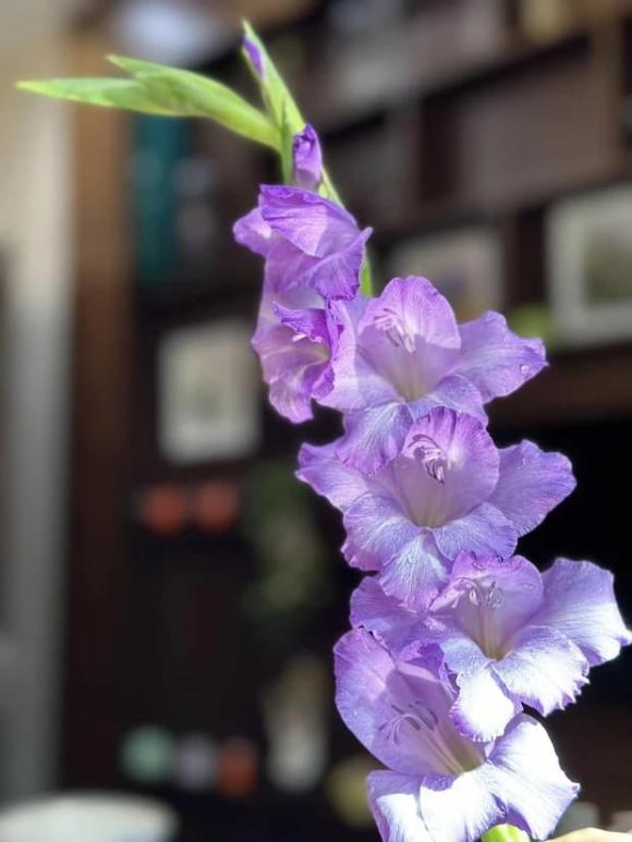 Hoa dơn, hoa lay ơn, phong thủy hoa dơn, mẹo cắm hoa dơn