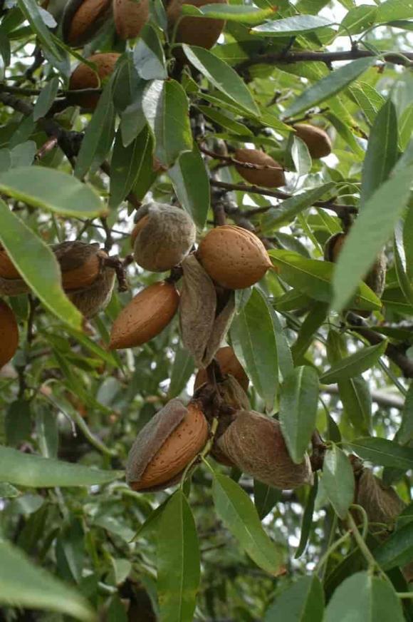 Phong thủy nhà ở, cây không nên trồng trước nhà, mẹo phong thủy