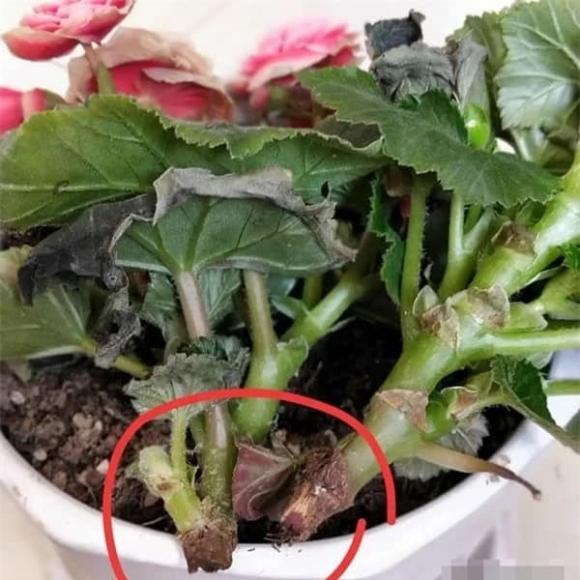 Mẹo chăm sóc hoa, loài hoa cần ít nước, hoa đẹp trong mùa đông