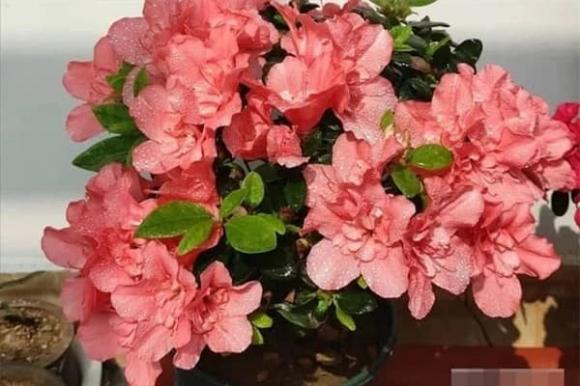 Mẹo chăm sóc hoa, loài hoa cần ít nước, hoa đẹp trong mùa đông