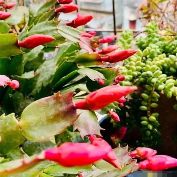Mẹo chăm sóc hoa, loài hoa cần ít nước, hoa đẹp trong mùa đông