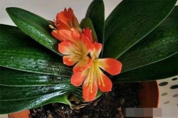 Mẹo chăm sóc hoa, loài hoa cần ít nước, hoa đẹp trong mùa đông