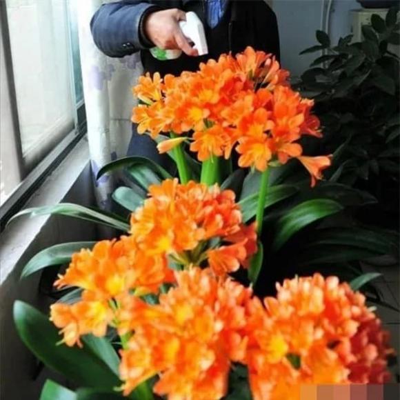 Mẹo chăm sóc hoa, loài hoa cần ít nước, hoa đẹp trong mùa đông