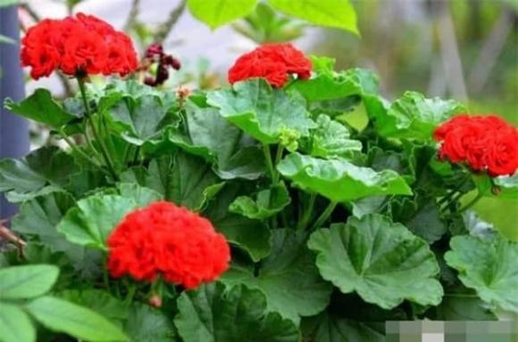 Mẹo chăm sóc hoa, loài hoa cần ít nước, hoa đẹp trong mùa đông