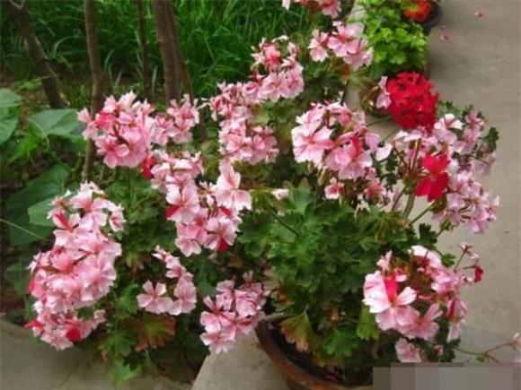 Mẹo chăm sóc hoa, loài hoa cần ít nước, hoa đẹp trong mùa đông