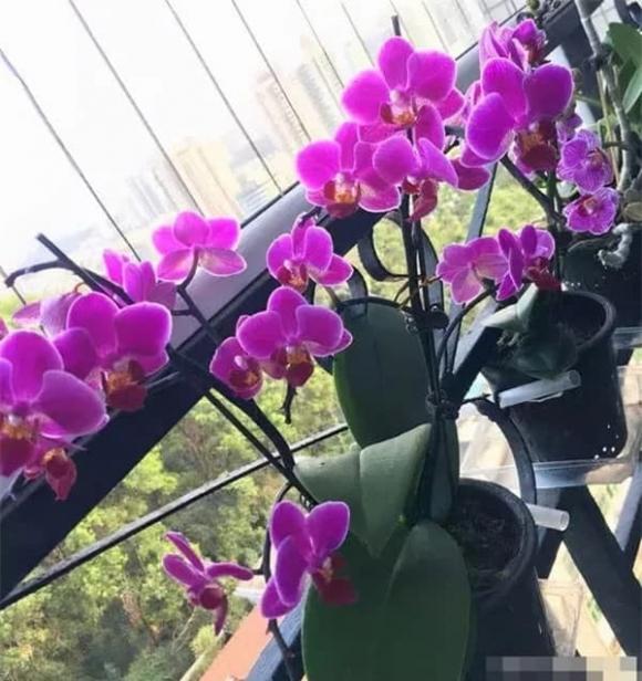 Mẹo chăm sóc hoa, loài hoa cần ít nước, hoa đẹp trong mùa đông