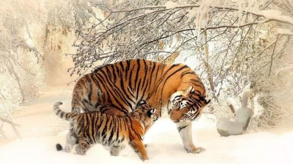 Tử vi, con giáp, tử vi hàng ngày, tử vi ngày 17/2/2024