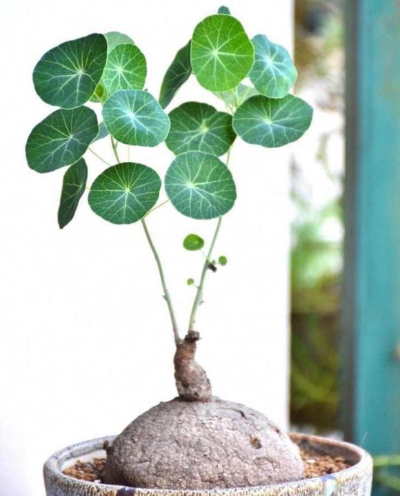 View - Có một loại cây bonsai thu hút tài lộc đang được săn lùng trong Tết Giáp Thìn 2024 