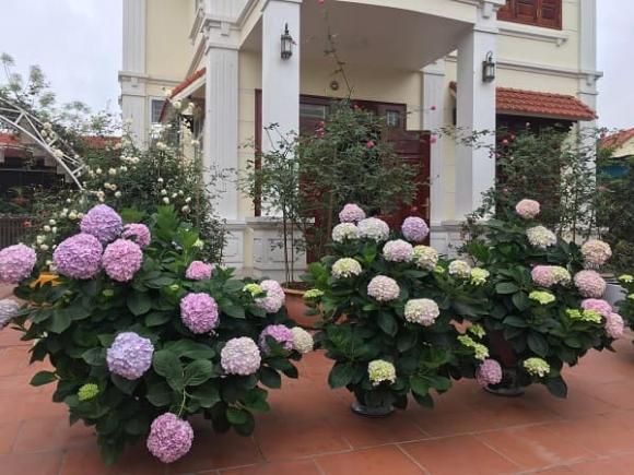 cẩm tú cầu, ý nghĩa cẩm tú cầu, kiến thức 