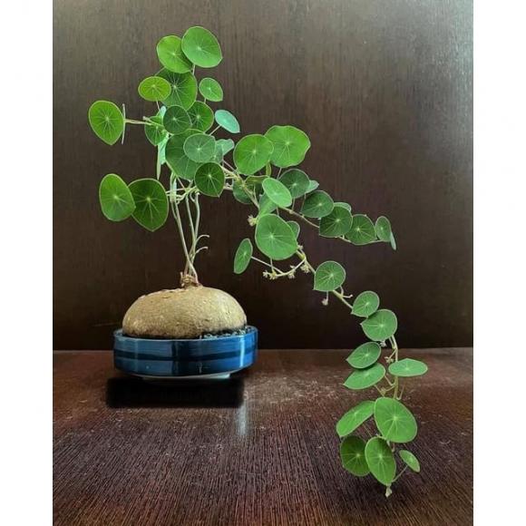 View - Có một loại cây bonsai thu hút tài lộc đang được săn lùng trong Tết Giáp Thìn 2024 