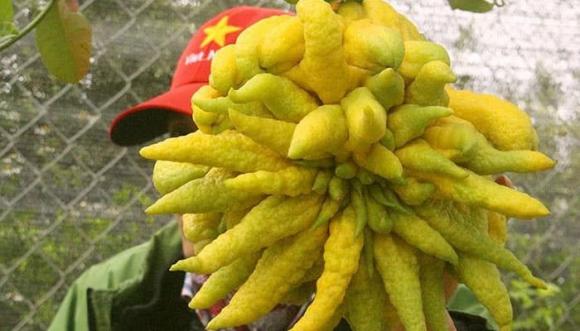 quả phật thủ, ý nghĩa quả phật thủ, kiến thức 