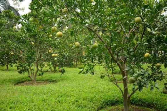 chuyển đổi đất, thủ tục chuyển đất trồng cây lâu năm, kiến thức 