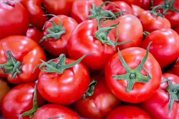 View - Khi mua cà chua nên chọn rốn “nhọn” hay “tròn”? Lão nông trồng rau: Có sự chênh lệch rất lớn, đừng mua nhầm