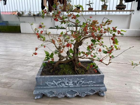 View - Mốt chơi bonsai dâu tằm đang sốt, có nên đem dâu tằm về trồng? Tại sao người xưa sợ trồng dâu tằm trước nhà?