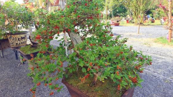 View - Mốt chơi bonsai dâu tằm đang sốt, có nên đem dâu tằm về trồng? Tại sao người xưa sợ trồng dâu tằm trước nhà?