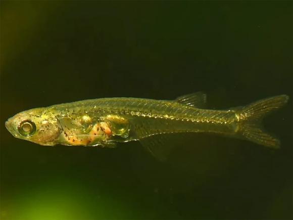 Danionella cerebrum, cá nhỏ nhất thế giới, cá phát ra tiếng lớn hơn tiếng máy bay cất cánh