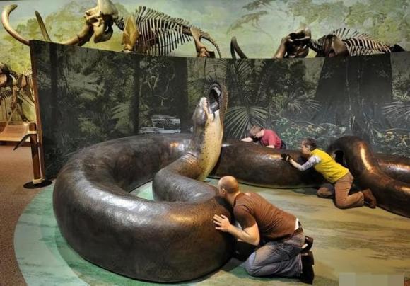trăn khổng lồ, rắn lớn nhất thế giới, Amazon