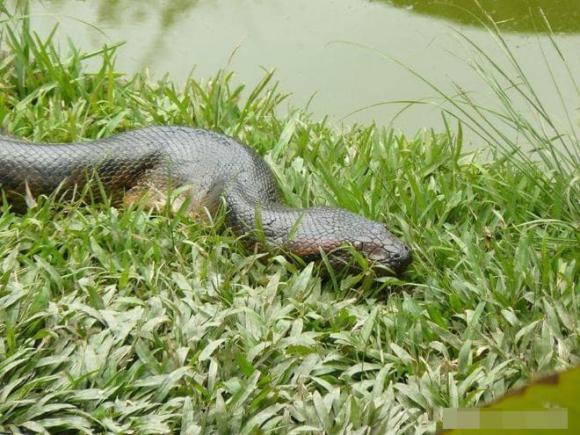 trăn khổng lồ, rắn lớn nhất thế giới, Amazon