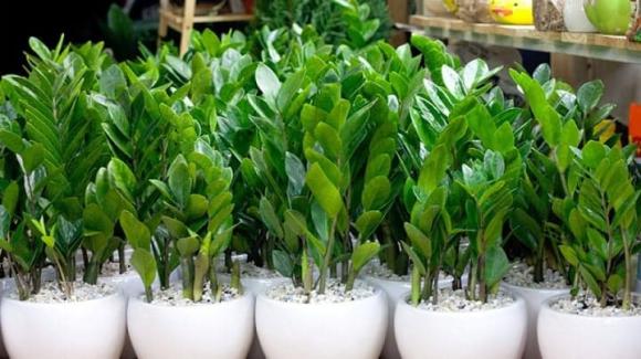 kim tiền, trồng cây kim tiền, trồng cây, kiến thức 