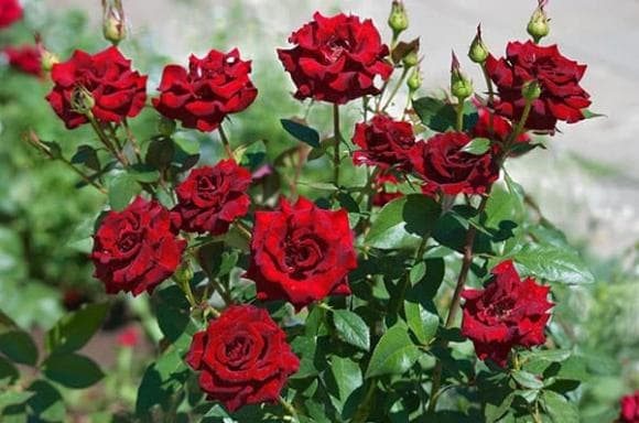 Hoa hồng, tại sao không thắp hương bằng hoa hồng, hoa hồng trong phong thủy